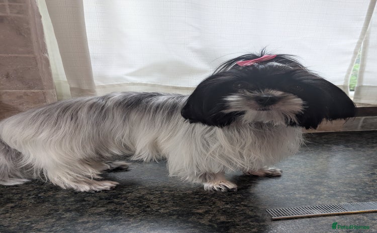 Biewer Terrier dogs - Advert 14