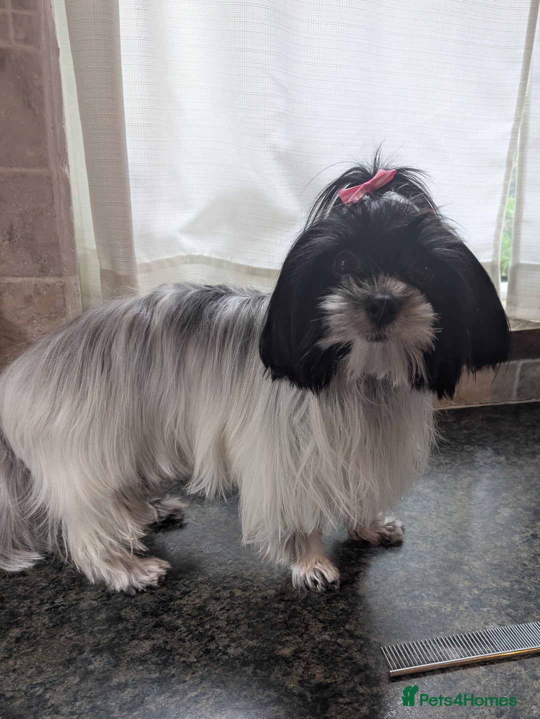 Biewer Terrier dogs for sale: Adorable Purebred Biewers  - Image 1