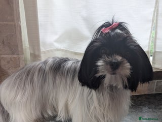 Biewer Terrier dogs - Advert 3