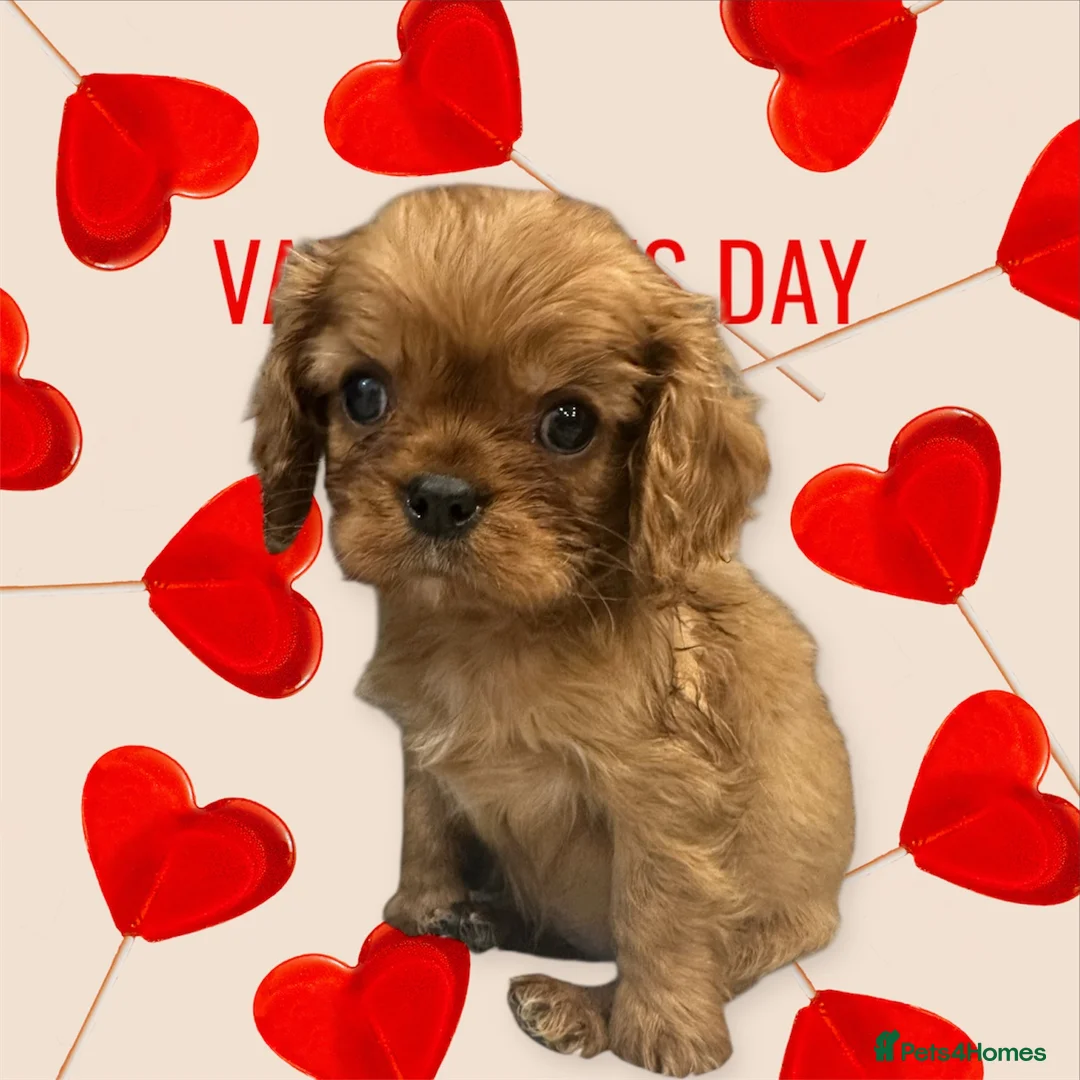 Cavalier King Charles Spaniel dogs for sale: **KC REGISTERED DNA CLEAR 🧬 CAVALIER PUPPIES** - Advert 9
