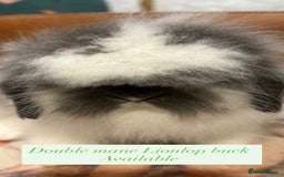 Mini Lion Lop rabbits for sale: Double mane lionlops ready now - Image 2