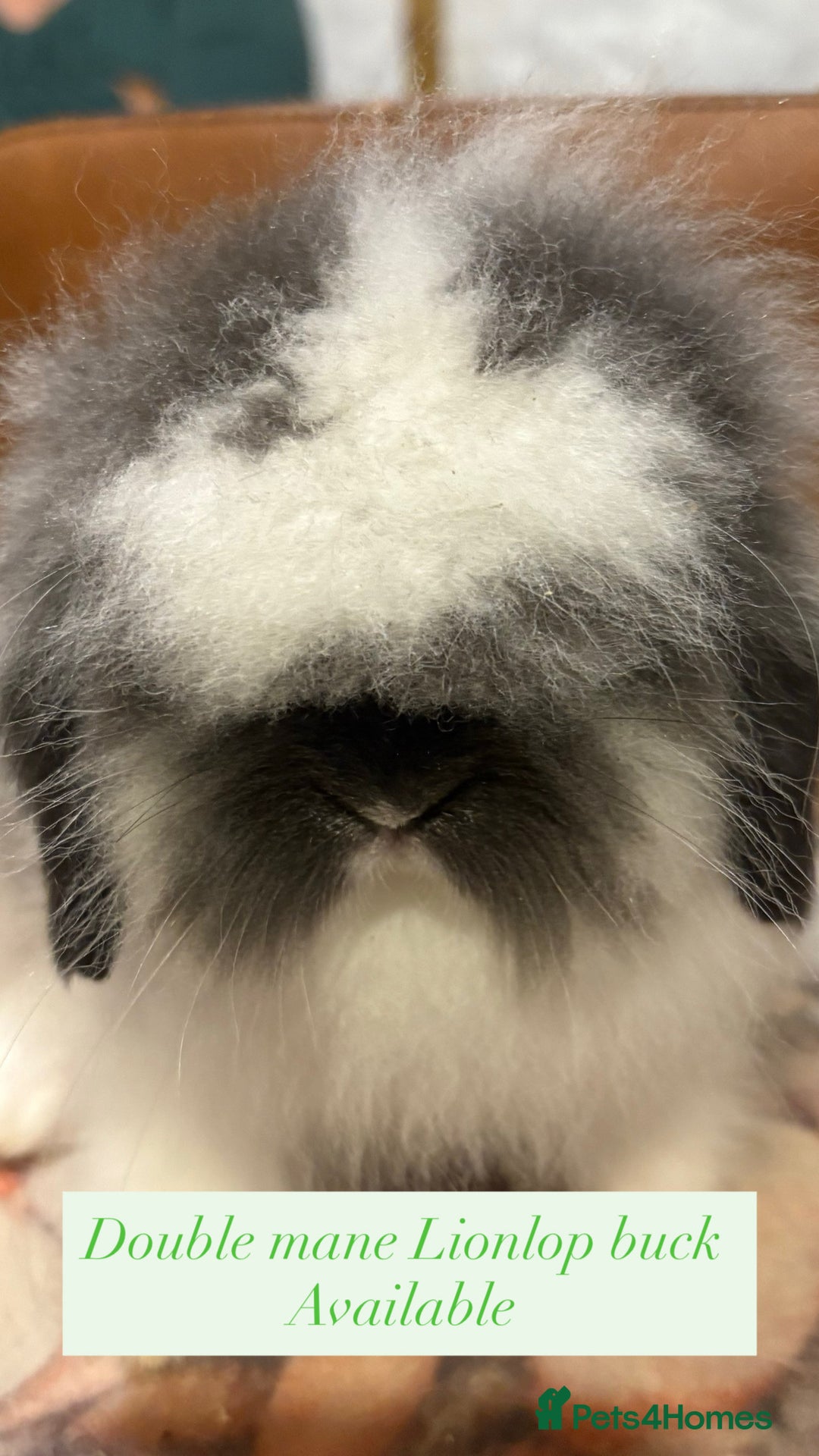 Mini Lion Lop rabbits for sale: Double mane lionlops ready now - Image 2