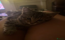 Domestic Shorthair cats for sale: Female Kittens for Sale - Image 3