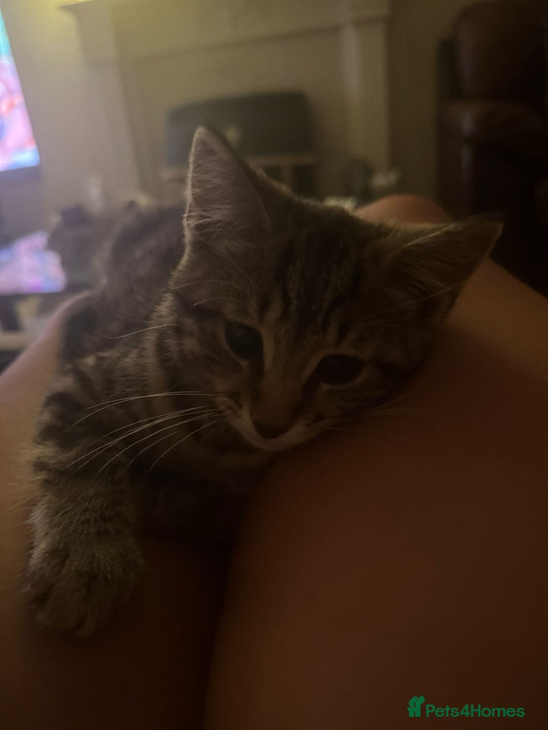 Domestic Shorthair cats for sale: Female Kittens for Sale - Image 3