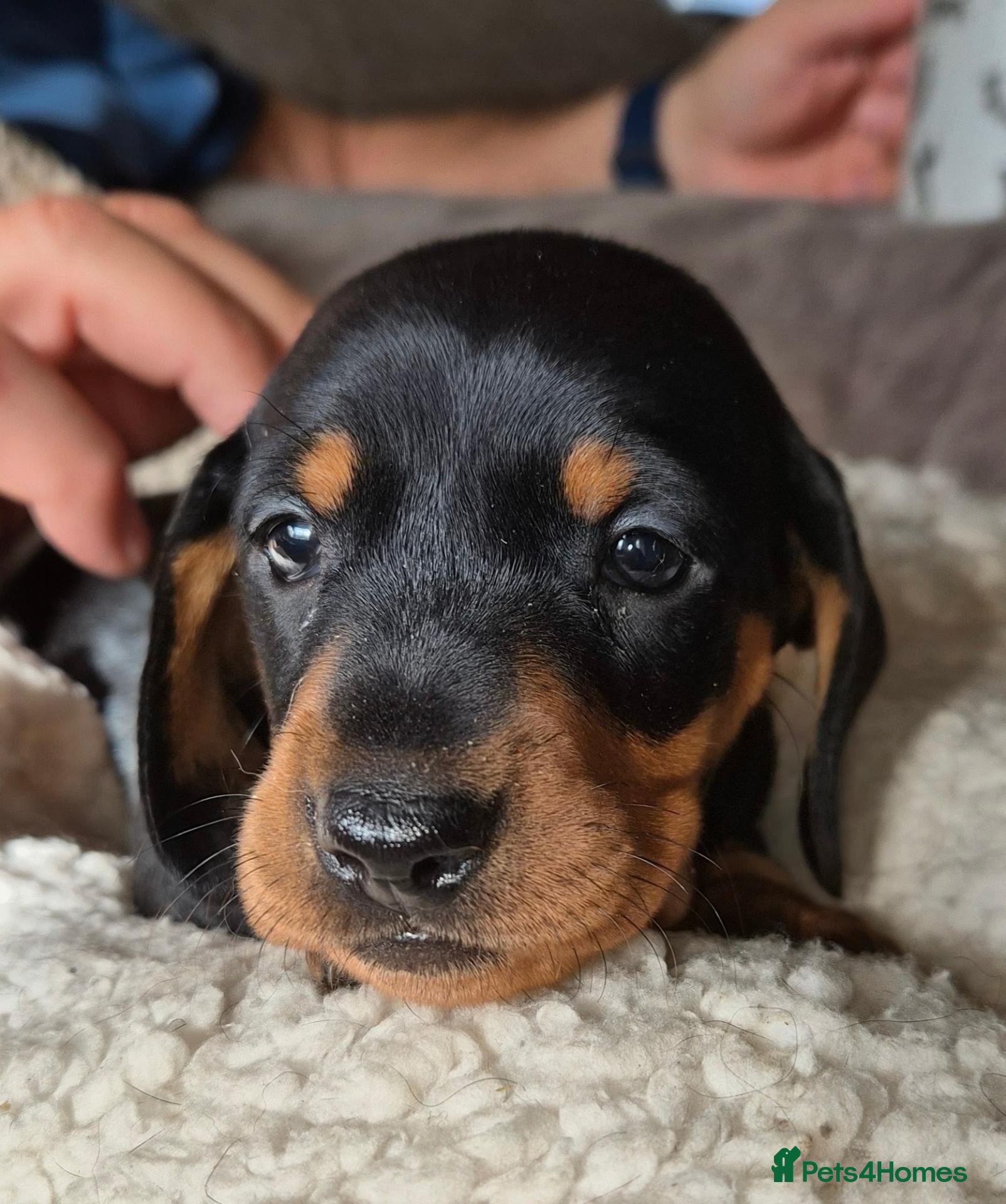 Dachshund dogs for sale: Standard smooth haired dachshunds - Advert 7