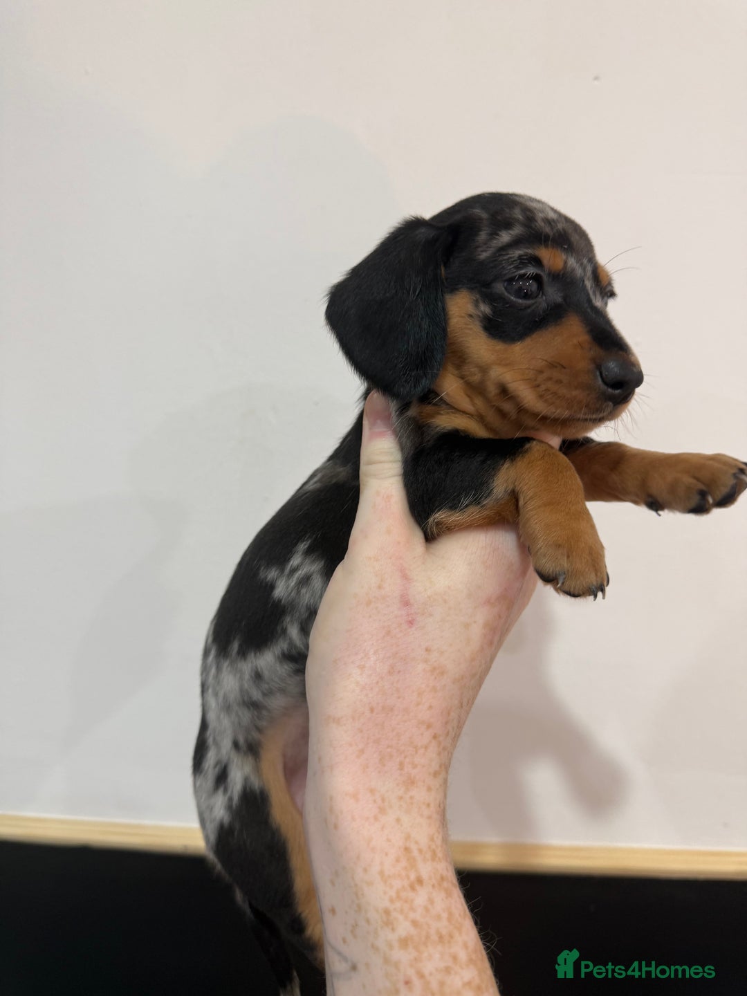 Miniature Dachshund dogs for sale: Beautiful mini dachshund  - Advert 4
