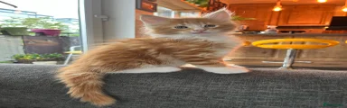 Maine Coon 1