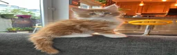 Maine Coon cats for sale: Adorable Maine coon kittens  - Advert 6