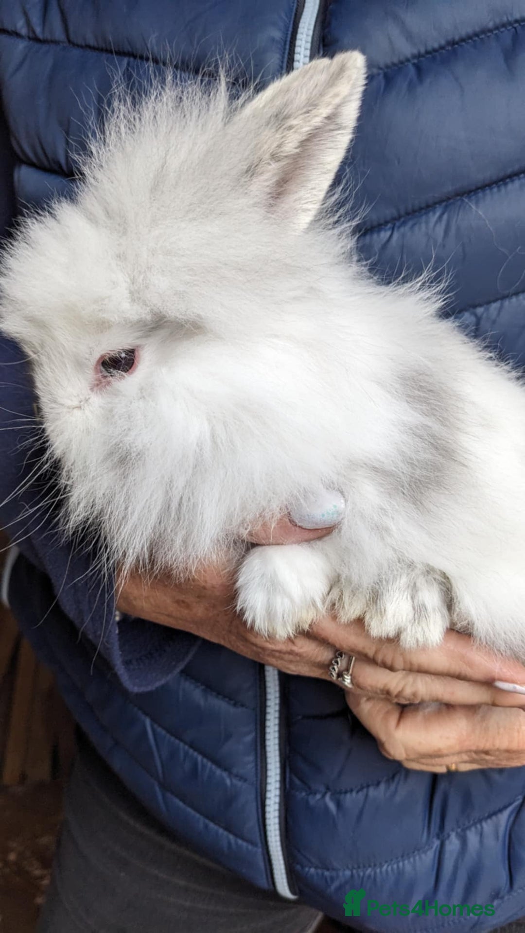 Lionhead rabbits for sale: Very Tame Lionheads - Advert 6