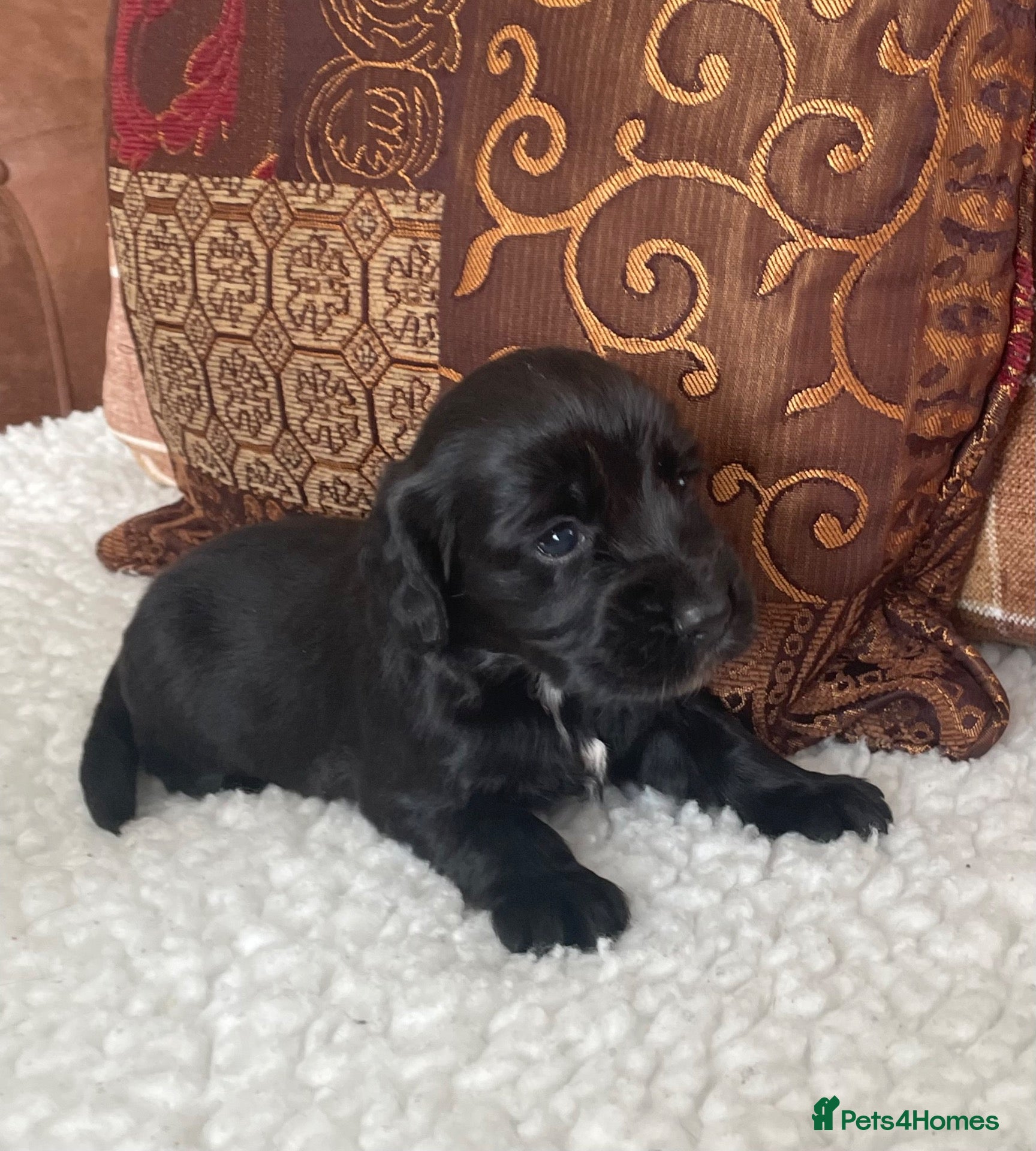 Cocker Spaniel dogs Beautiful litter of cocker spaniel puppies 🐾 - Advert 2