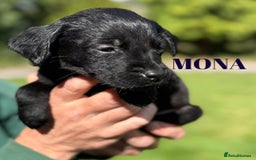 Labrador Retriever dogs for sale: Outstanding DRAKESHEAD working Labrador Puppies  - Image 14