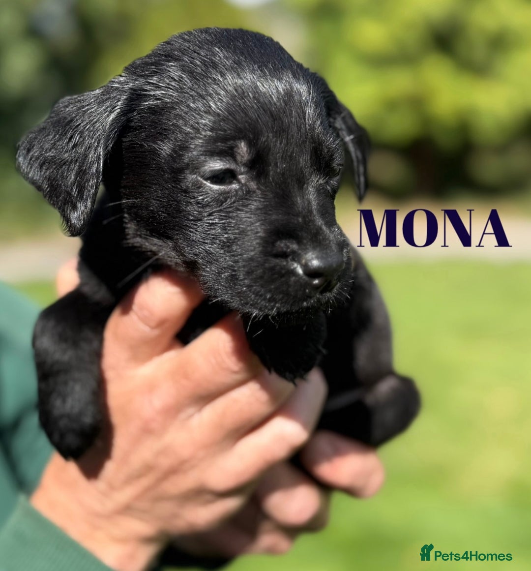Labrador Retriever dogs for sale: Outstanding DRAKESHEAD working Labrador Puppies  - Image 14