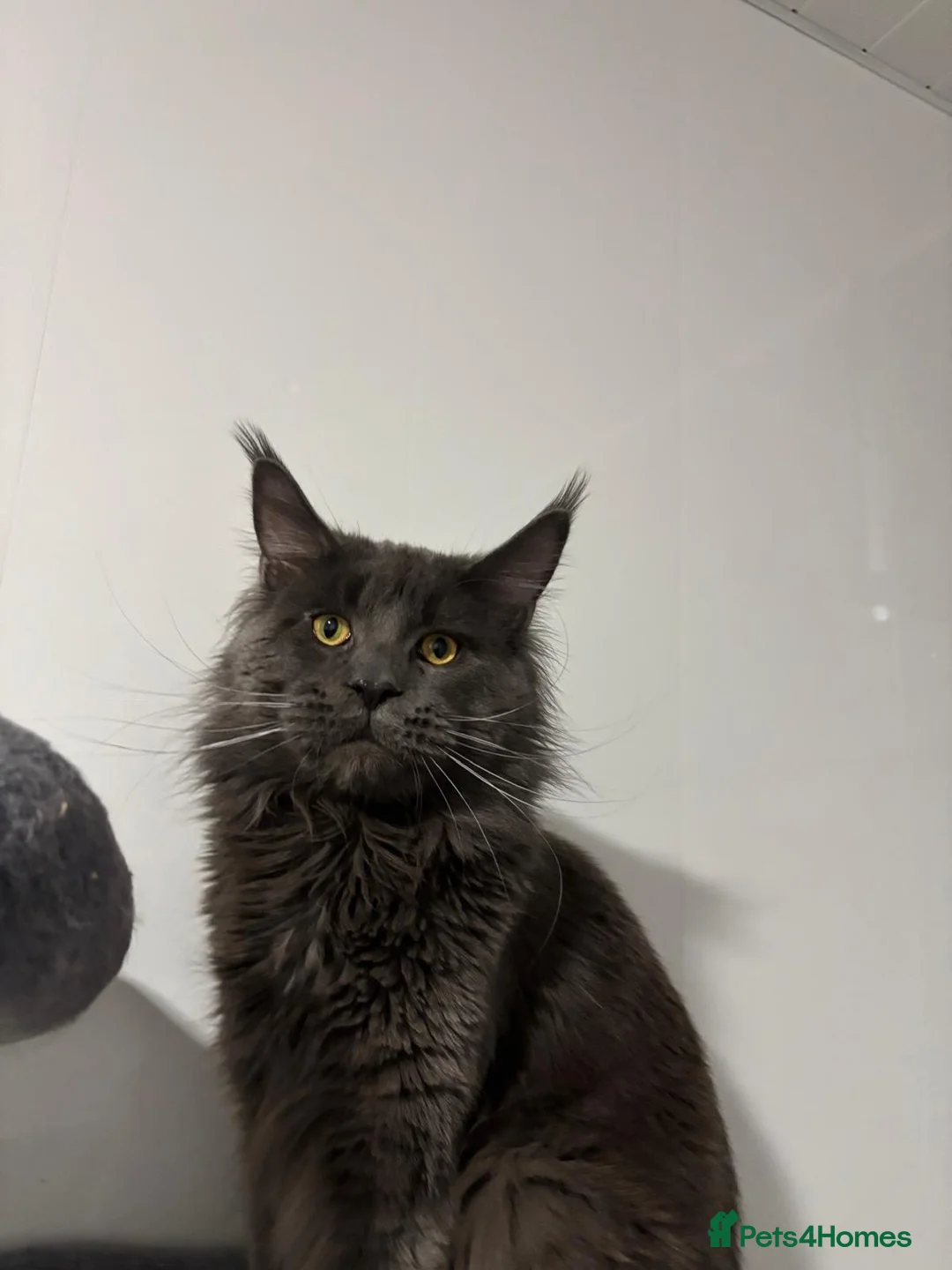 Mixed Breed cats for sale: Maine Coon x Ragdoll Female kittens  - Advert 5