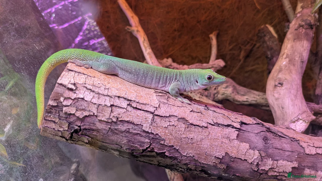 Gecko reptiles for sale: Baby Day Geckos 4 months old  - Advert 5