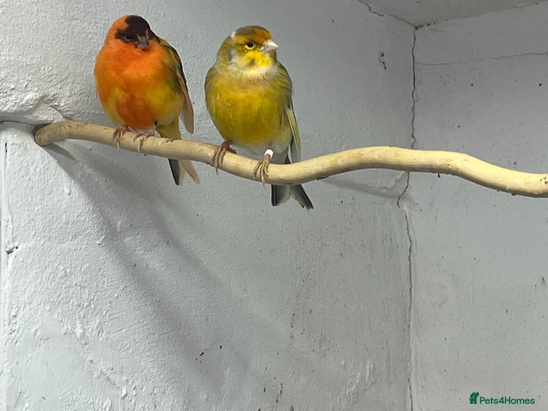 Canaries birds for sale:  canaries - Advert 4