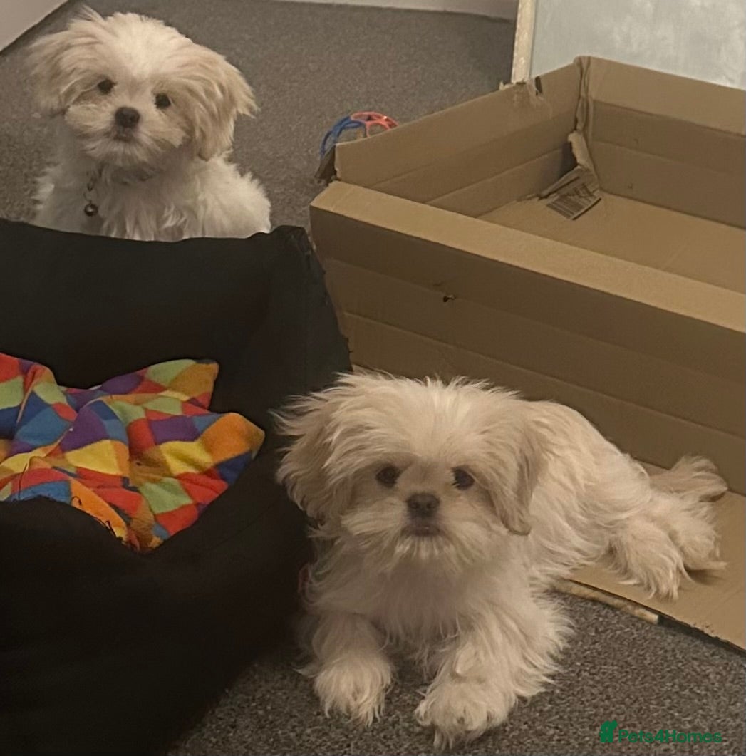 Shih Tzu dogs White Lavender Shih Tzu Puppies - Advert 5