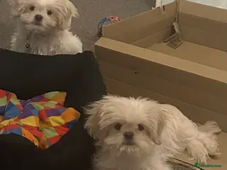 Shih Tzu dogs White Lavender Shih Tzu Puppies - Advert 10