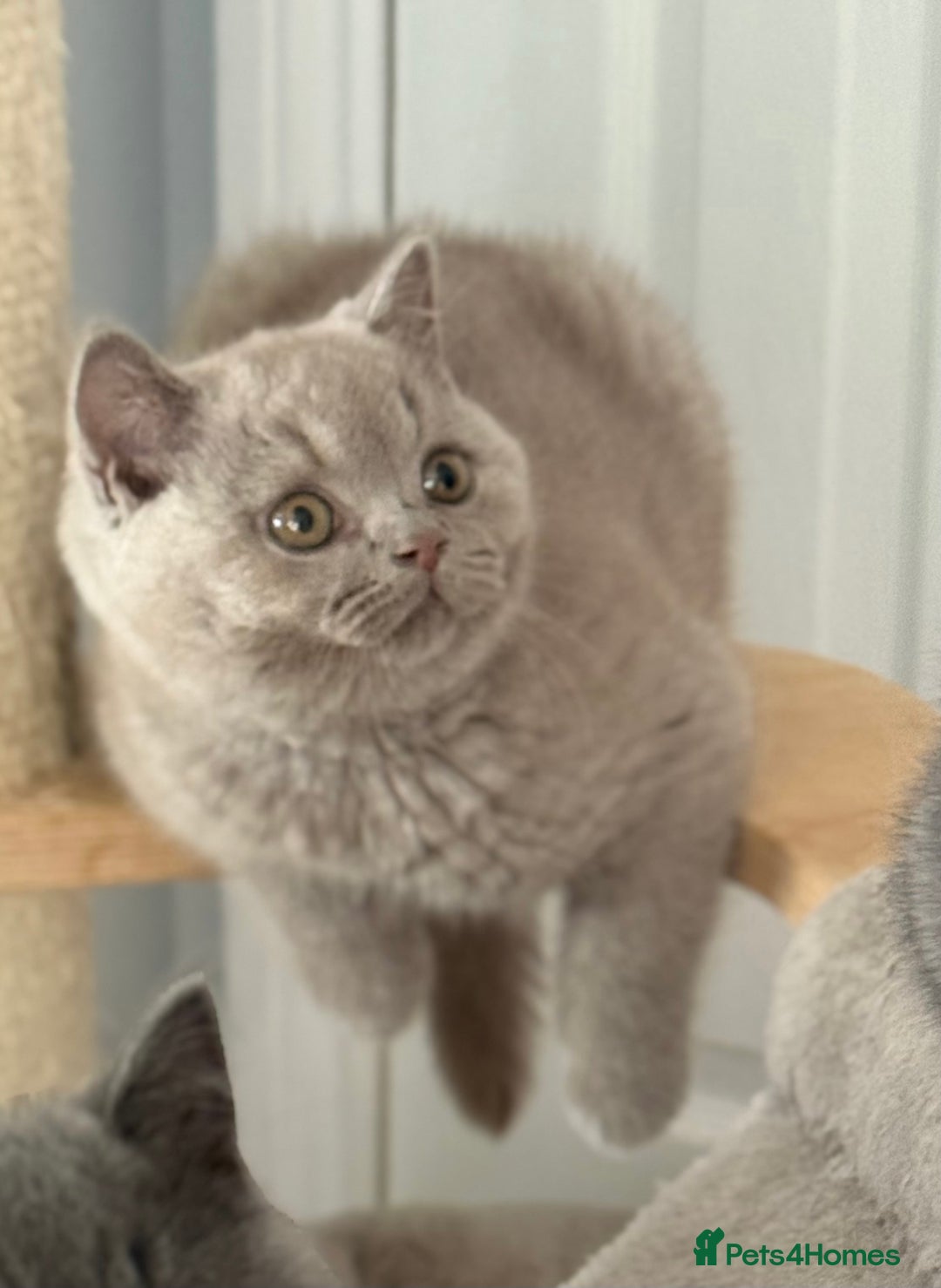 British Shorthair cats for sale: Lilac male ready this week  - Image 3