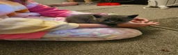 Russian Blue cats for sale: Pair of Beautiful Russian Blue Kittens - Advert 10