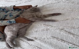 British Shorthair cats for sale: BSH Male  - Image 3