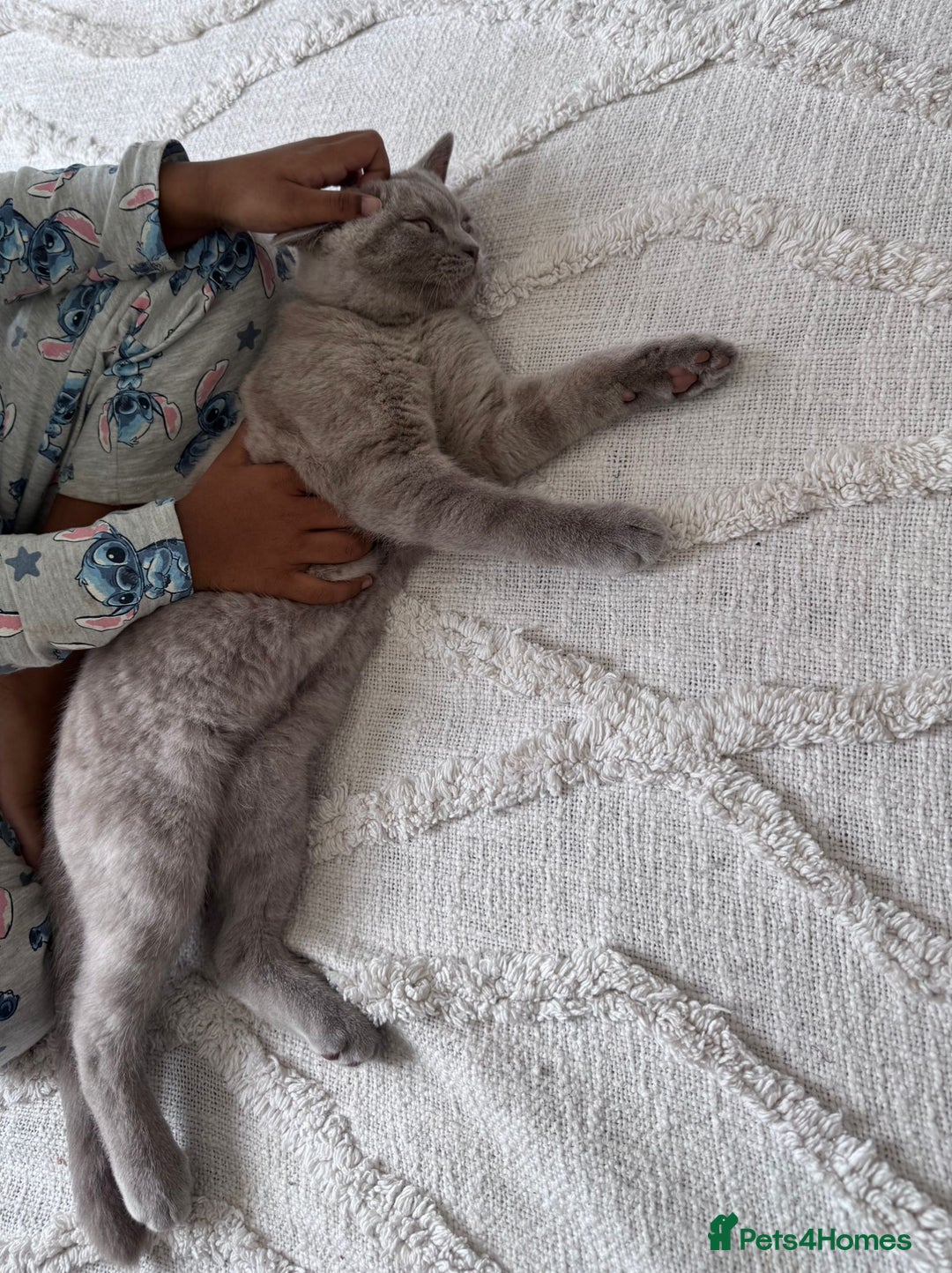 British Shorthair cats for sale: BSH Male  - Image 3