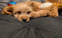 Cockapoo dogs for sale: Girl Cockapoo - Image 3