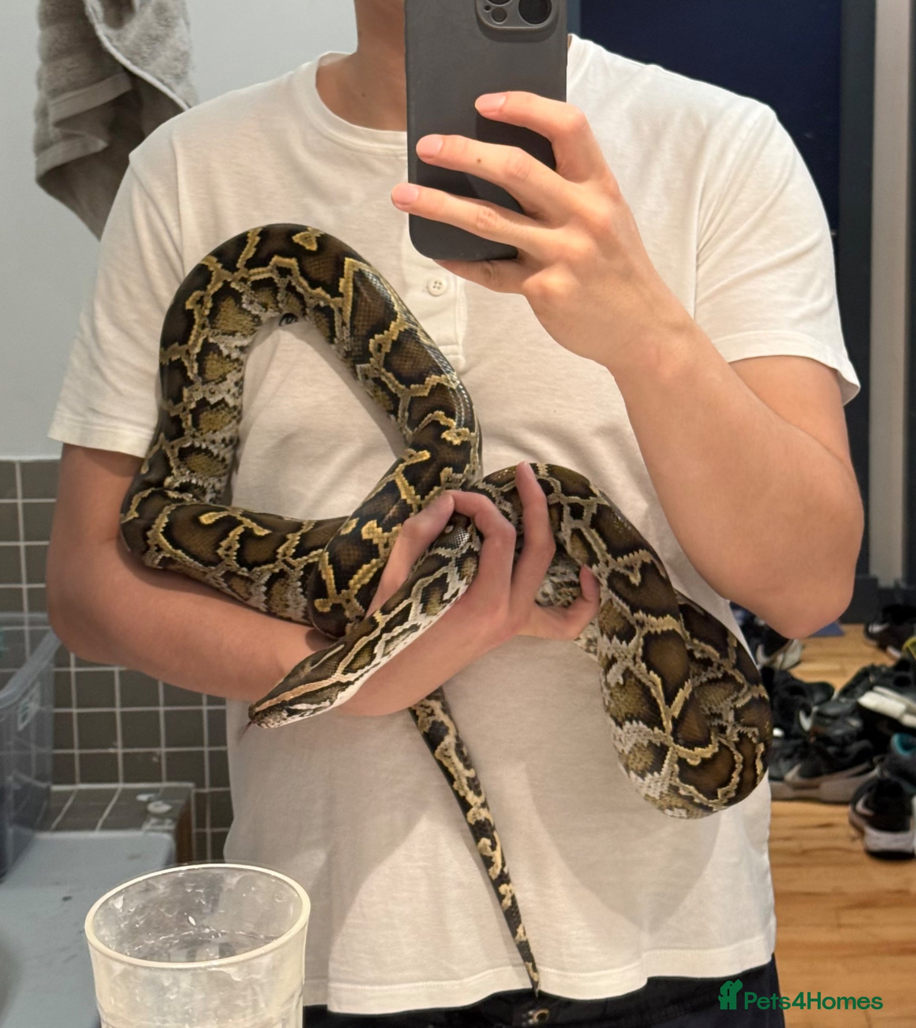 Snake reptiles Normal het pied burmess python for sale - Advert 1