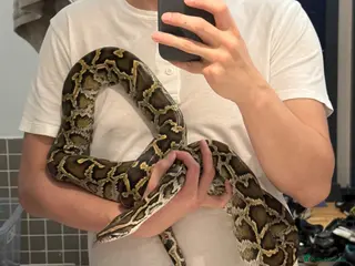 Snake reptiles Normal het pied burmess python for sale - Advert 1