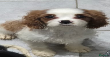 Cavalier King Charles Spaniel dogs Fully vaccinated & ready for his forever home - Advert 5