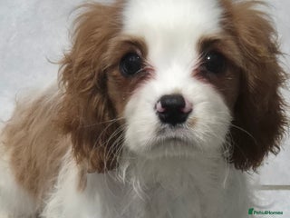 Cavalier King Charles Spaniel dogs Fully vaccinated & ready for his forever home - Advert 1