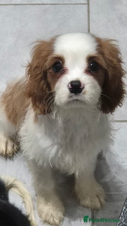 Cavalier King Charles Spaniel dogs Fully vaccinated & ready for his forever home - Advert 1