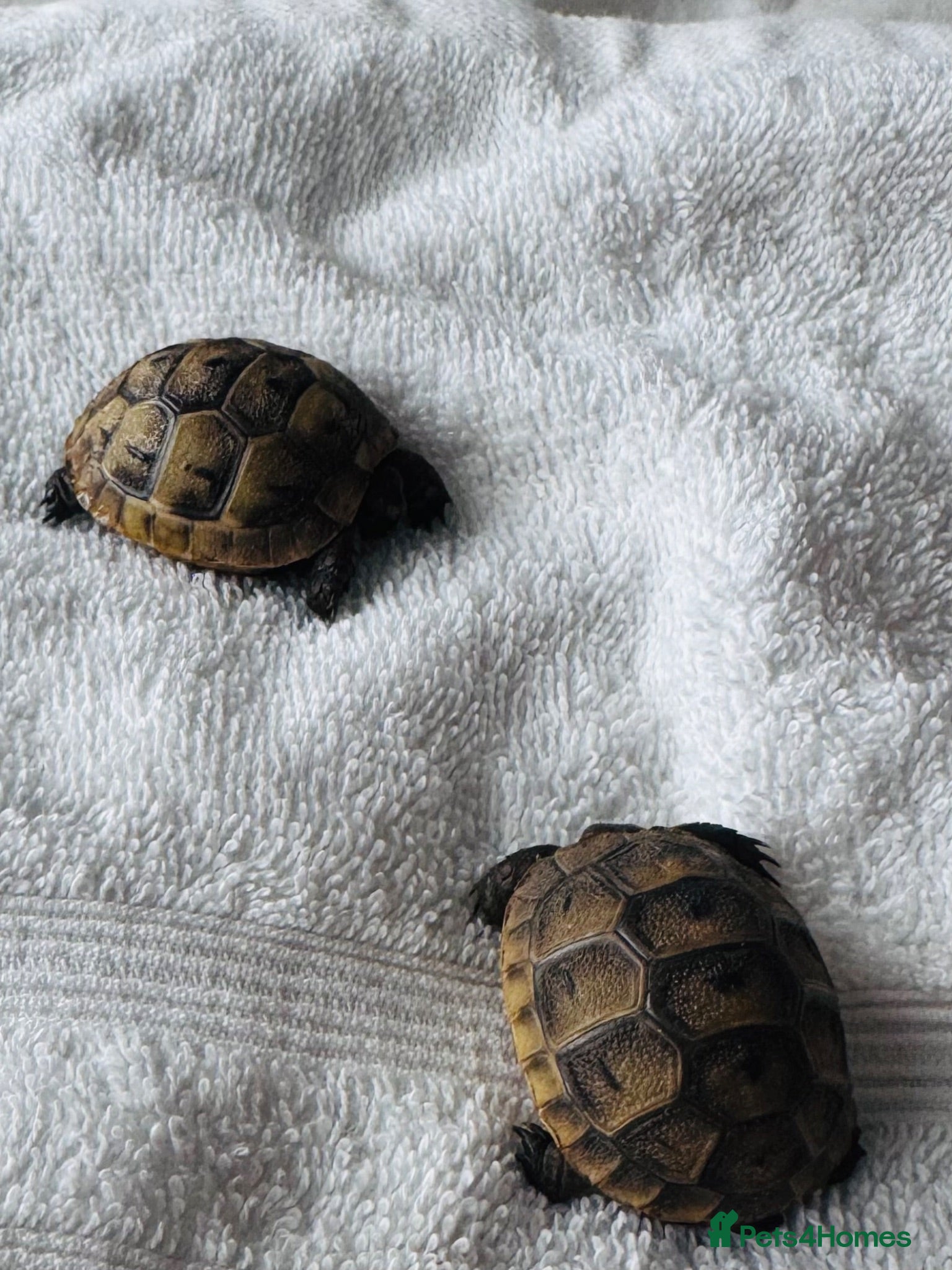 Tortoise reptiles spur-thighed tortoise - Advert 2