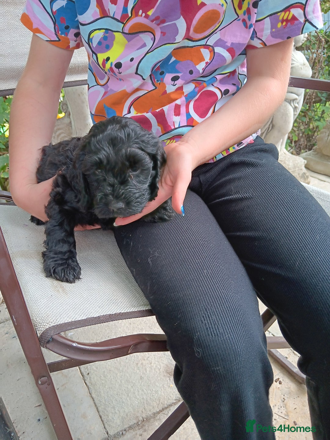Cockapoo dogs for sale: Pure black cockerpoo  puppies  - Image 7