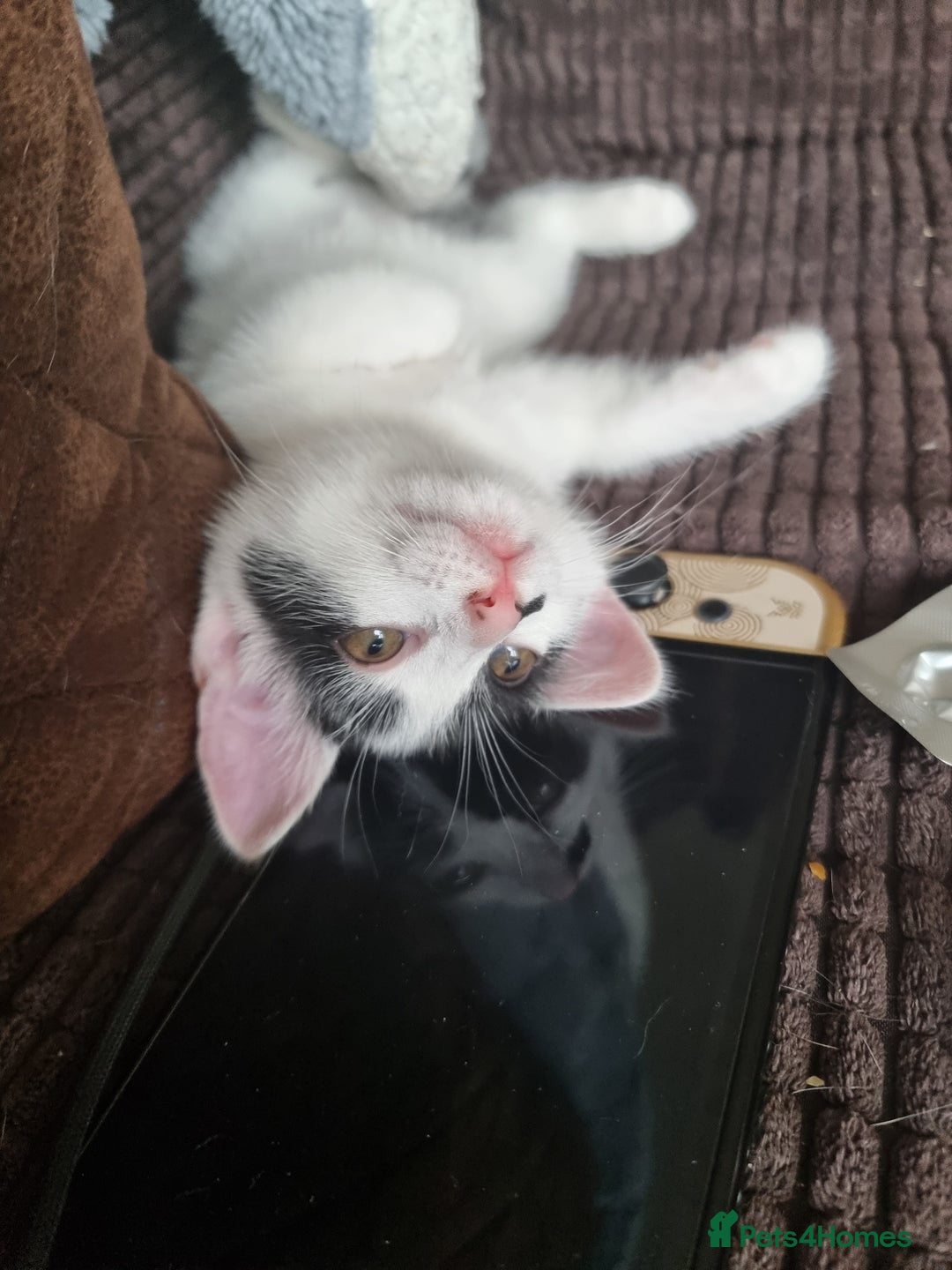 Bengal cats for sale: Bengal cross kittens  - Image 2
