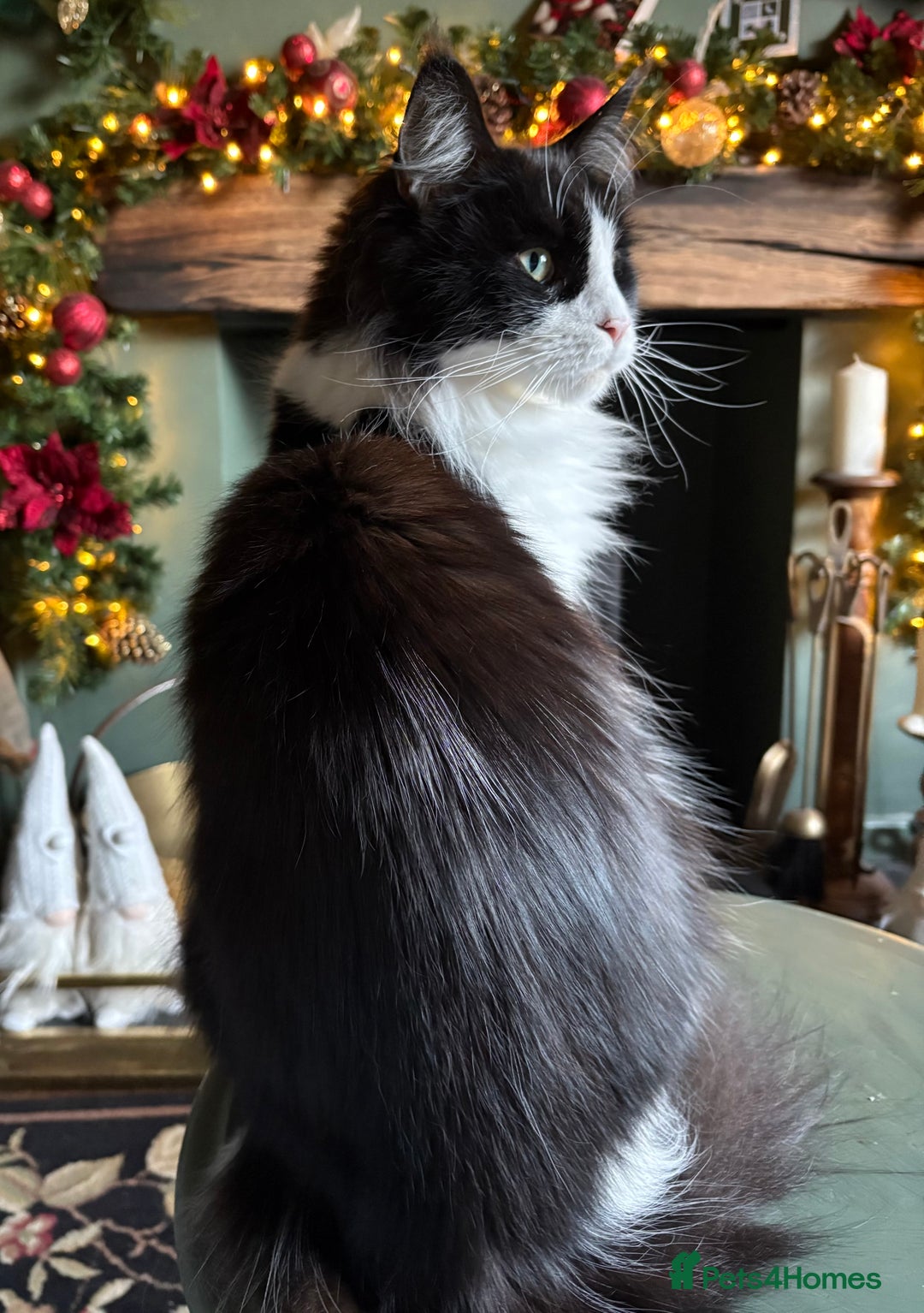 Maine Coon cats for sale: Maine Coon Kittens ❤️ GCCF and TICA registered  - Image 18