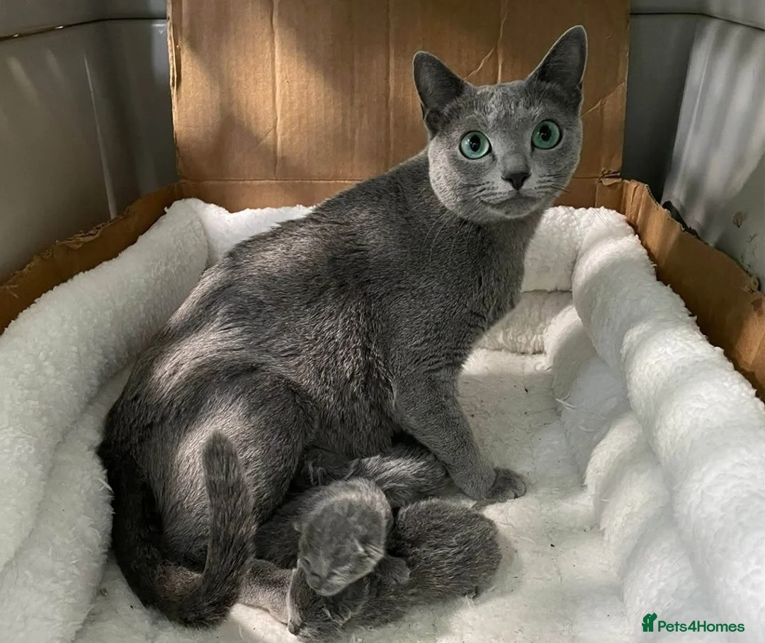 Russian Blue cats for sale: Healthy home raised Green eyes kitten up for new p in Goole - Advert 7