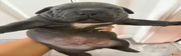 American Bully dogs for sale: **MICRO BULLY PUPPIES *** - Advert 22