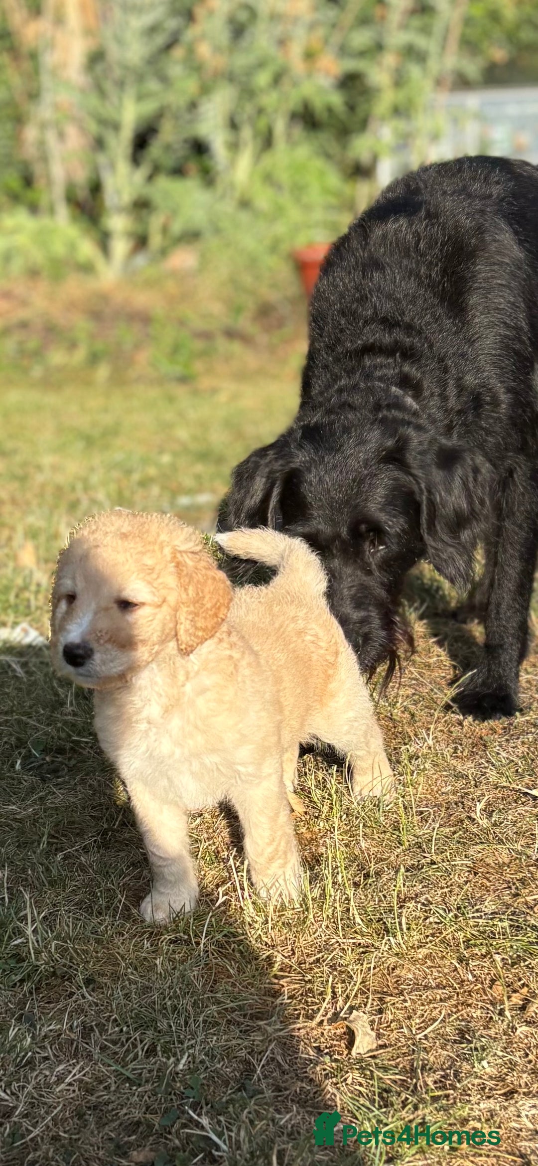 Labradoodle dogs for sale: F1B Labradoodles: available from Aug 2nd. in Uxbridge - Image 15