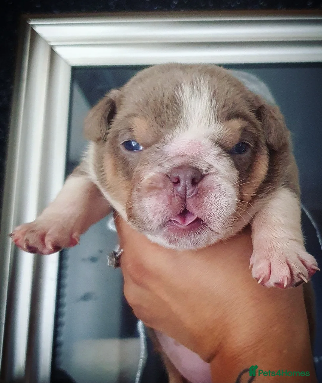 English Bulldog dogs for stud: *ROGUEROYALES Stud Valentino* Health Tested Clear in Wolverhampton - Advert 17