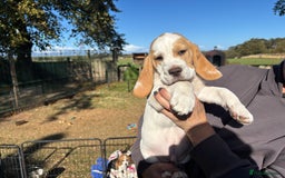 Beagle dogs for sale: Male Beagle Puppies  - Image 5