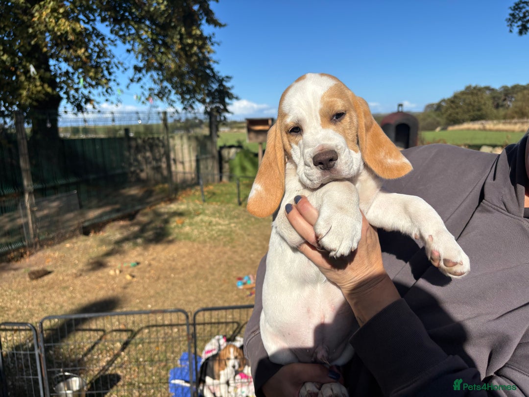 Beagle dogs for sale: Male Beagle Puppies  - Image 5