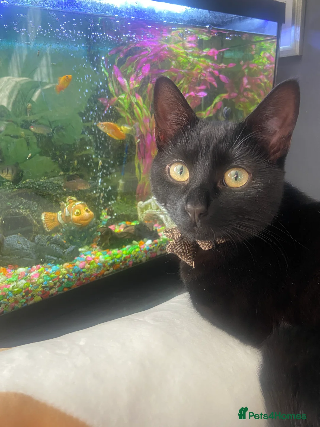 Mixed Breed cats for sale: Jiji - Black Bengal Mix - Advert 7