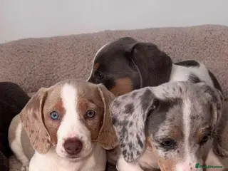 Miniature Dachshund dogs Miniature dachshund - Advert 1