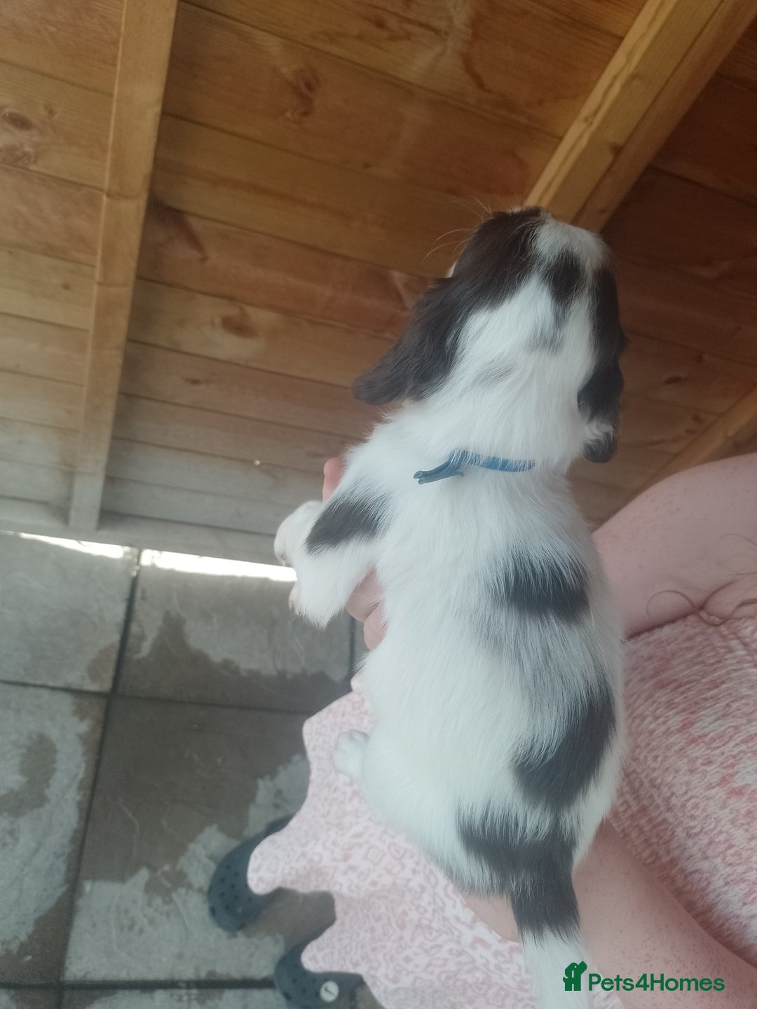 English Springer Spaniel dogs for sale: Beautiful litter of English springer spaniel pups - Image 10
