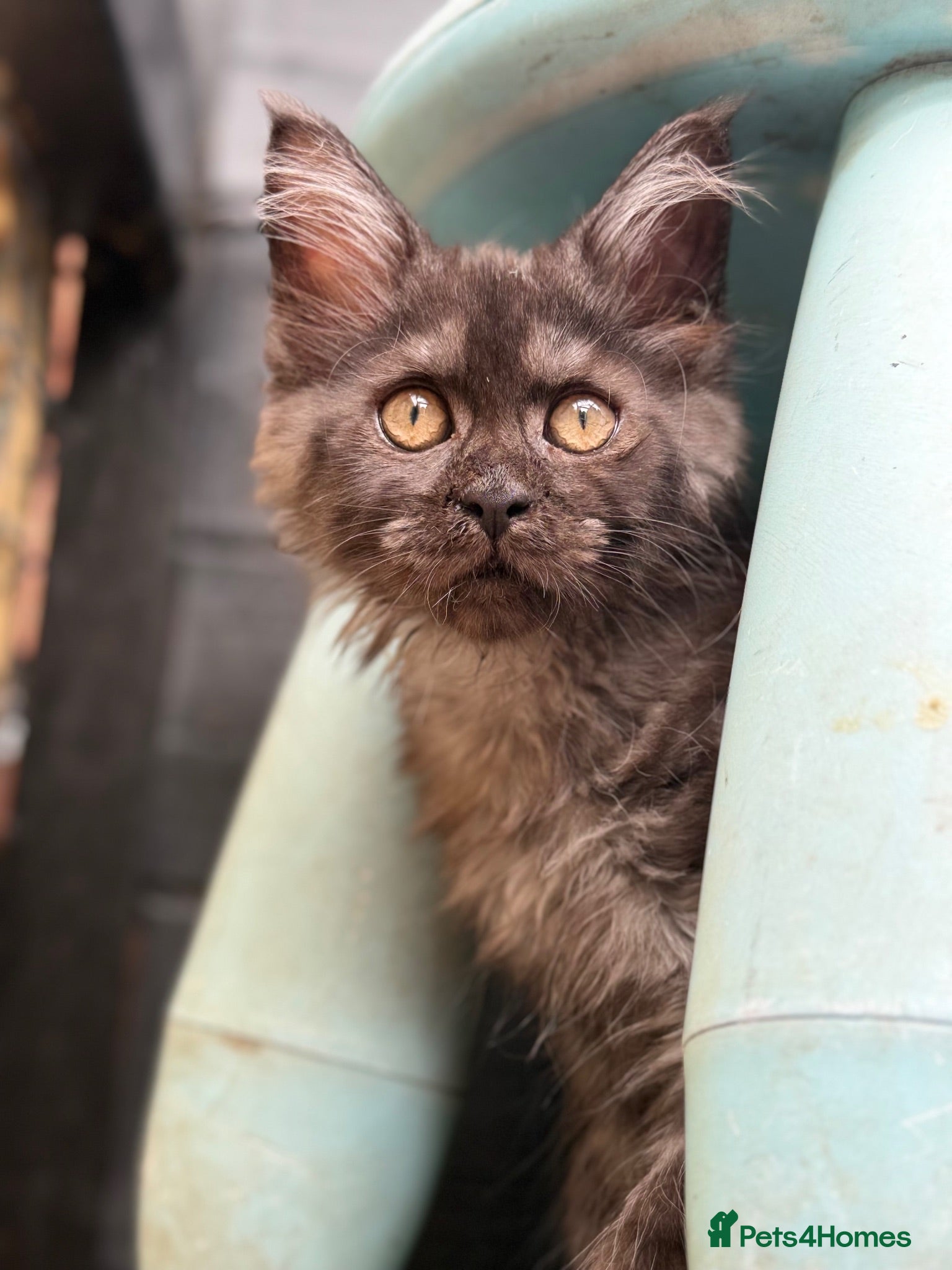 Maine Coon cats Active registered Russian female Mainecoons - Advert 11
