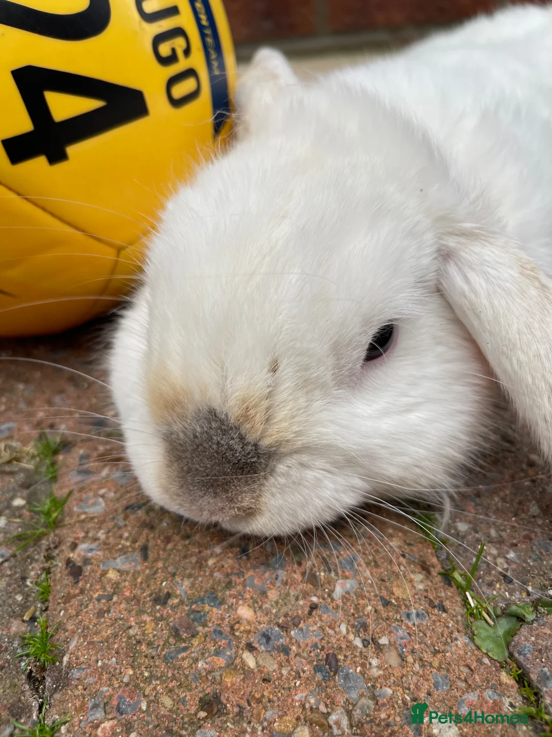 Mini Lop rabbits for sale: Mini lop Rabbit  - Advert 2