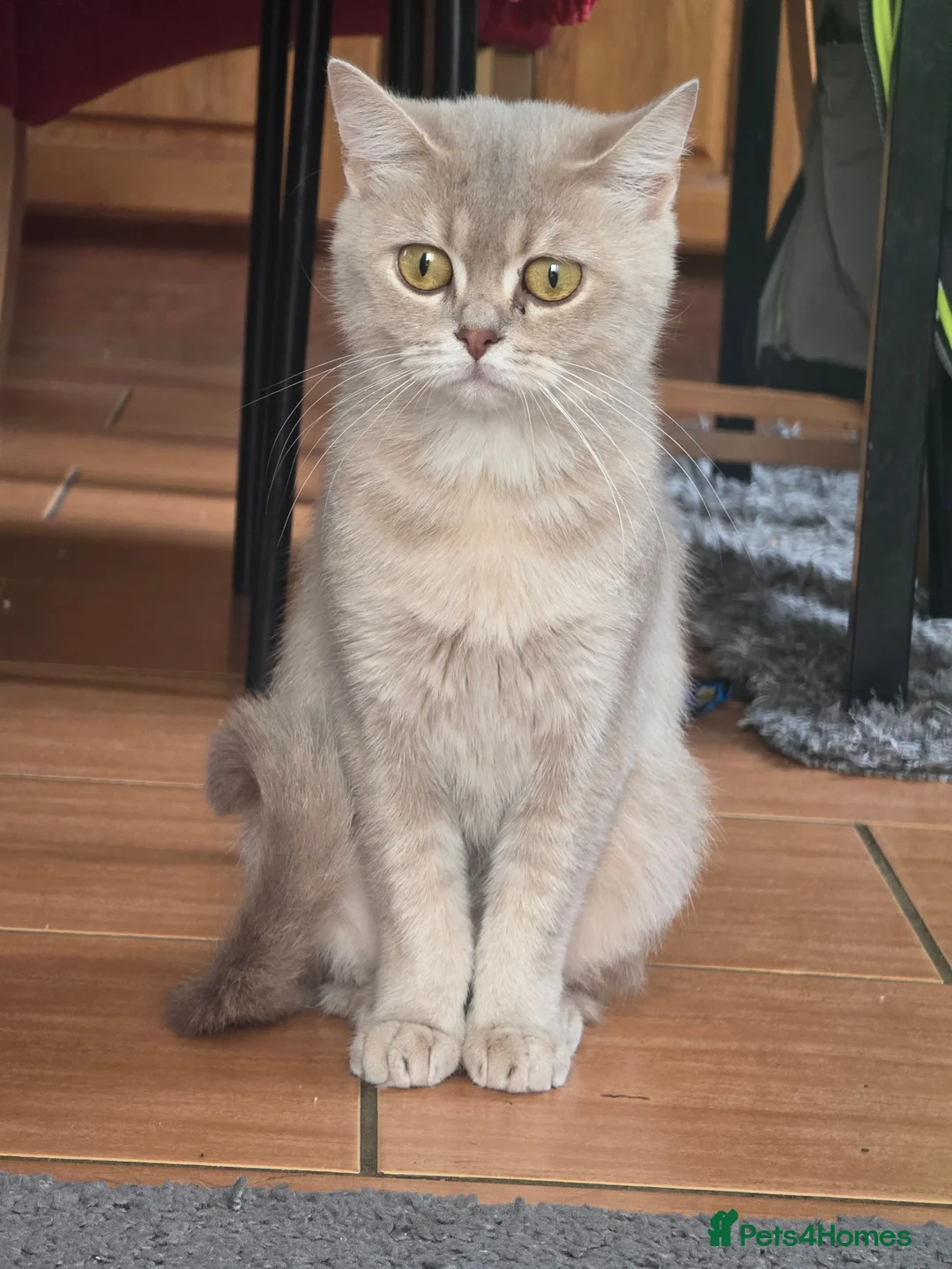 British Shorthair cats for stud: British shorthair  - Advert 1
