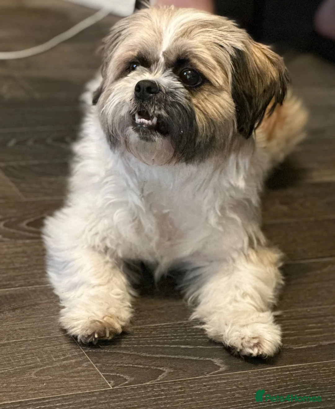Shih Tzu dogs for sale: Shi Tzu  in Nottingham - Advert 1