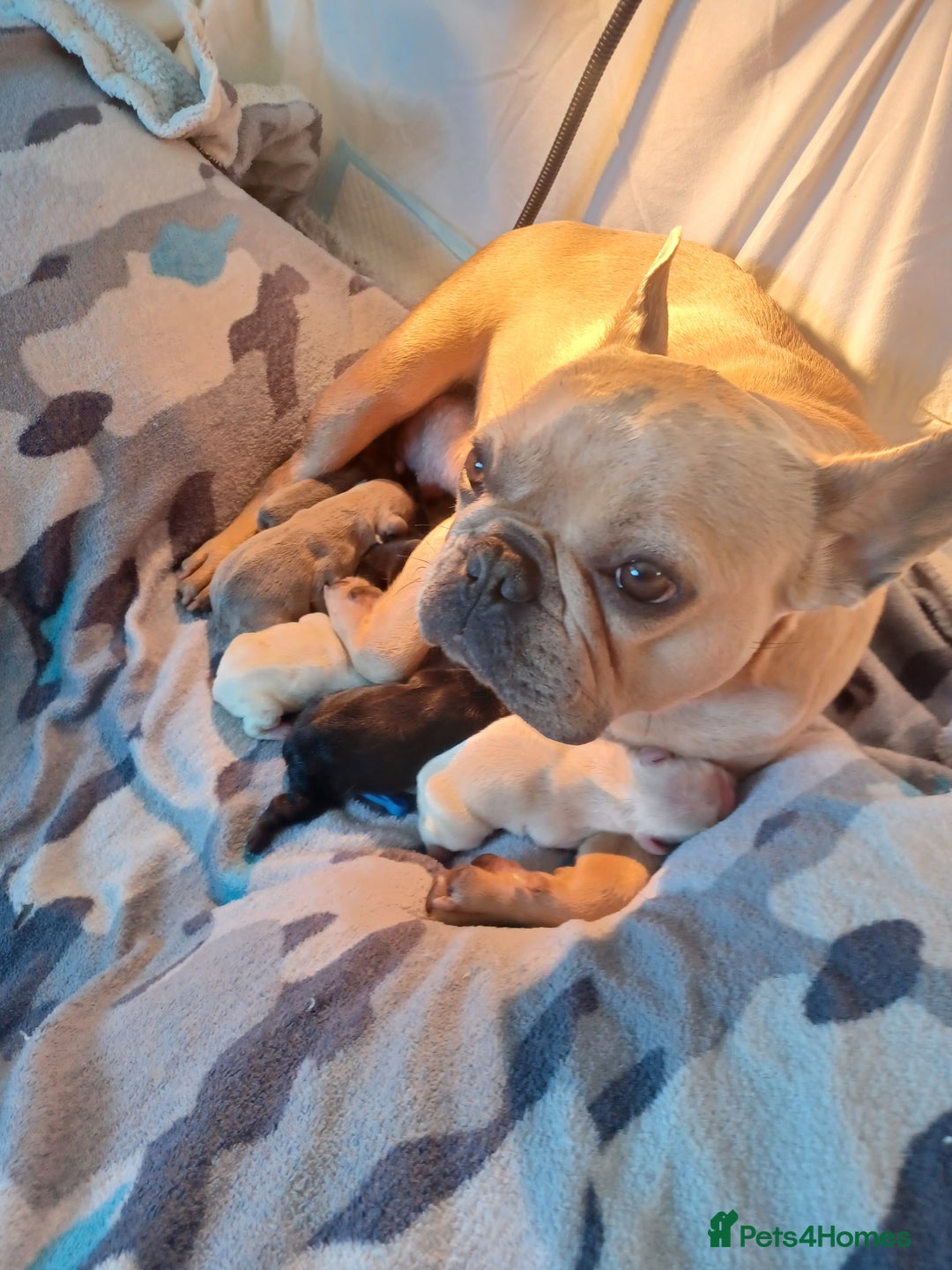 French Bulldog dogs for sale: Furry french bulldogs - Image 9