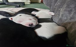 Staffordshire Bull Terrier dogs for sale: From Our Family to Yours - Image 21